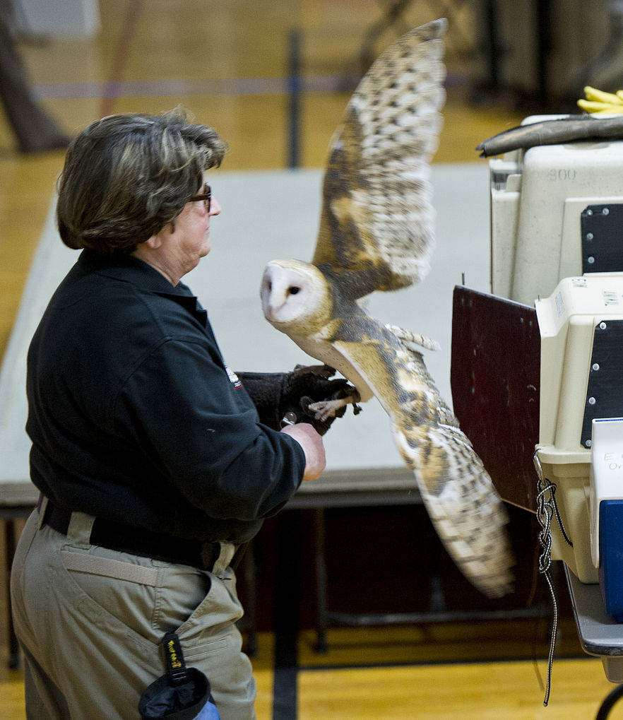 International Festival of Owls